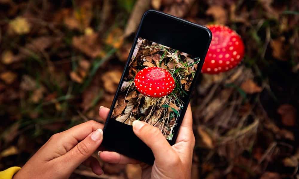 Z koszykiem i smartfonem na grzyby do lasu