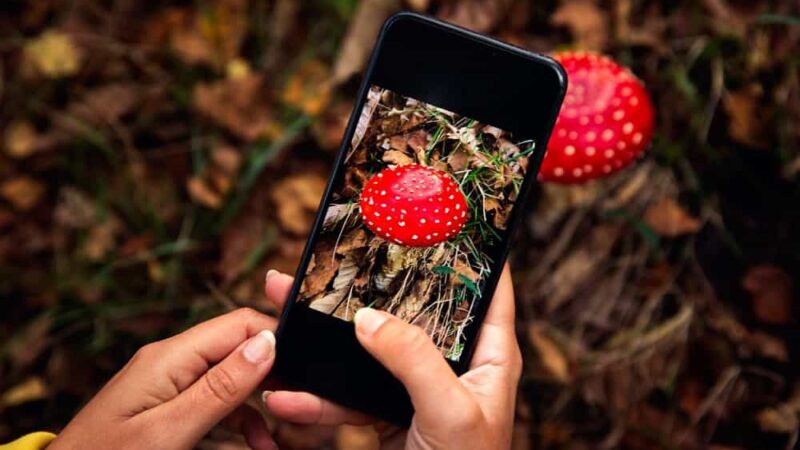 Z koszykiem i smartfonem na grzyby do lasu